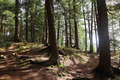Muskoka Trails that We Love!